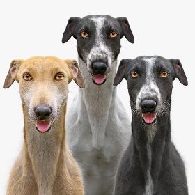 Greyhound (Fur) Collection 3D